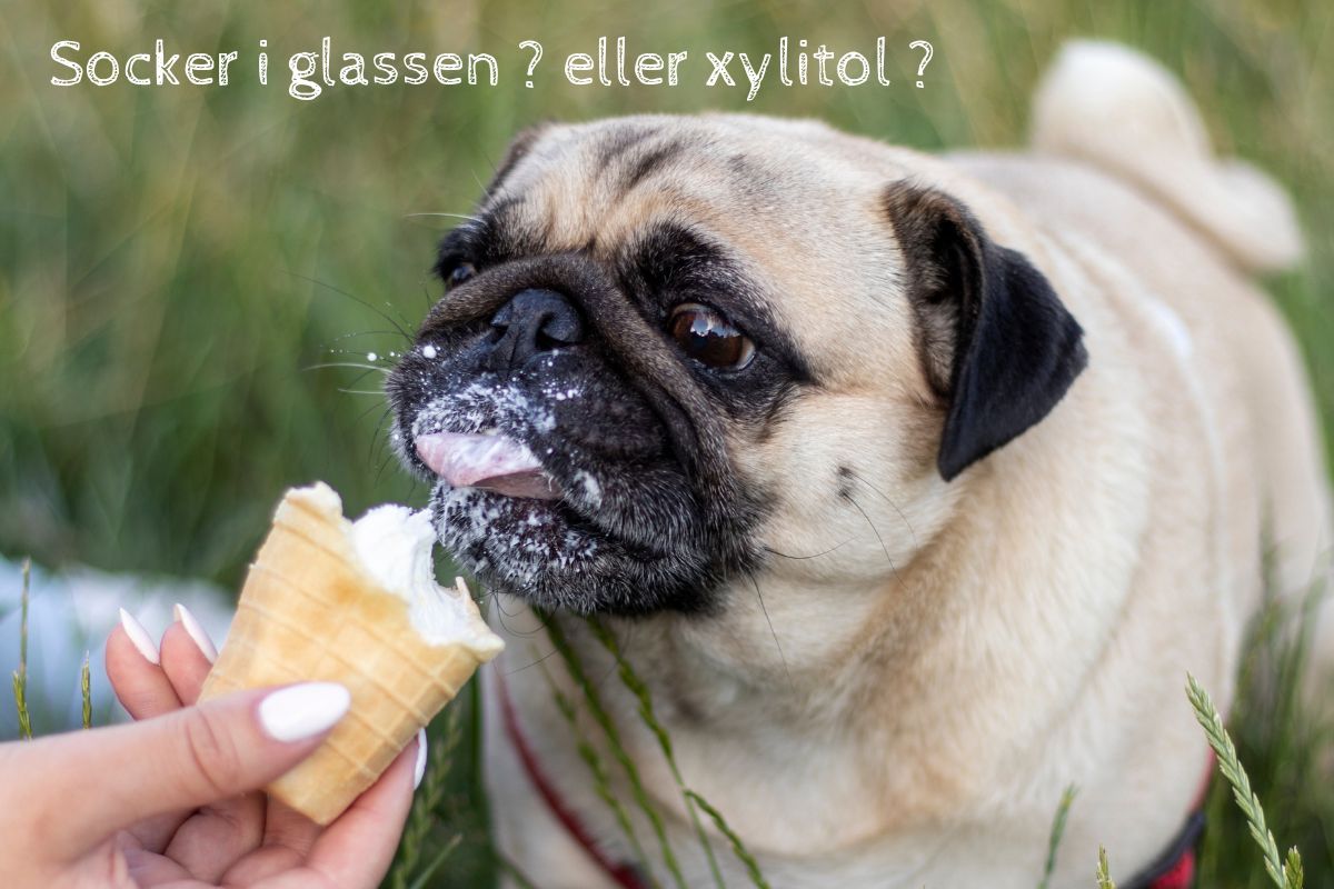 Bosse spiser sukkerfri is