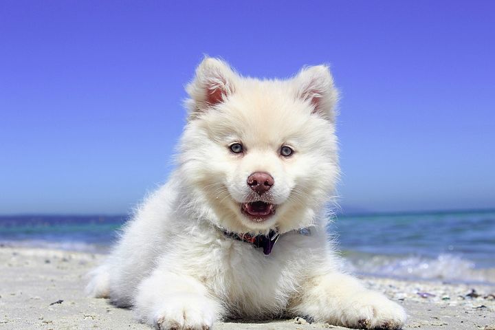 Sommar tips till hundägare